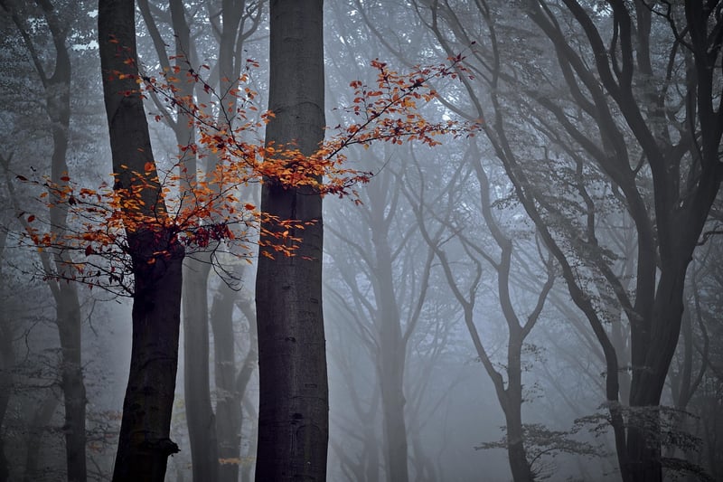 Forest Retreat
